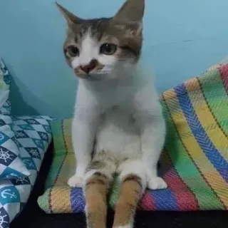 😂 猫, 動物, ペット, 座り, 飼い猫, 子猫 whatsapp sticker
