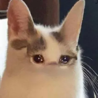🌟 gato, triste, animal, animal de estimação, meme telegram sticker