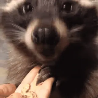 🦝 енот, животное, милый, питомец, дикая природа telegram sticker
