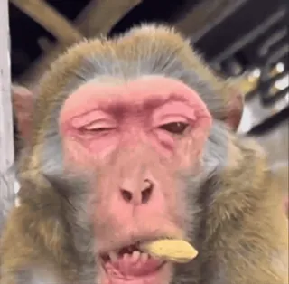 😀 macaco, animal, primata, primata, engraçado, fofo whatsapp sticker