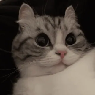 🤨 Katze, niedlich, Haustier, Tier, Kätzchen telegram sticker