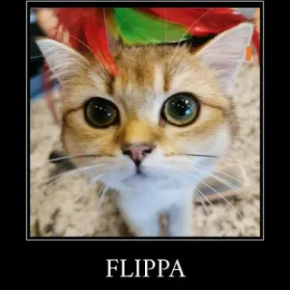 🐱 FLIPPA Katze, Tier, Kätzchen, Haustier, süß telegram sticker