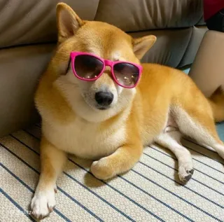 ❤️ dog, shiba inu, sunglasses, cool, cute, animal telegram sticker
