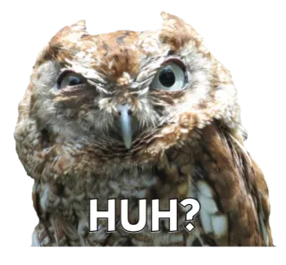 🐦 HUH? сова, птица, в замешательстве, а?, вопрос telegram sticker