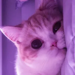 🐾 Katze, süß, Kätzchen, Tier, Haustier telegram sticker