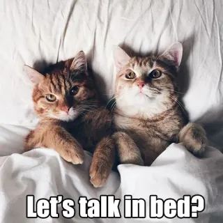 💑 Let's talk in bed? gatos, cama, gracioso, tierno, animales, animales domésticos telegram sticker