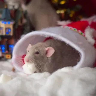 🐭 chuột, giáng sinh, mũ ông già noel, động vật, mùa đông, ngày lễ, dễ thương telegram sticker