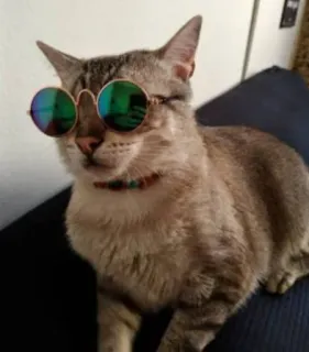 😎 кот, солнцезащитные очки, домашнее животное, животное, домашнее животное, милый telegram sticker