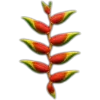 🥥
