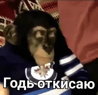 🏖 Годь откисаю macaco, russo, animal, suéter telegram sticker