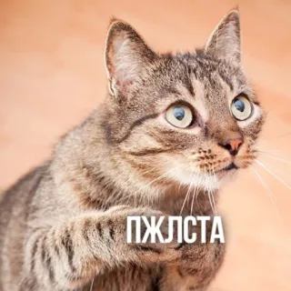 🥺 ПЖЛСТА แมว, รัสเซีย, ข้อความ, สัตว์, ลายเสือ, น่ารัก, สัตว์เลี้ยง telegram sticker