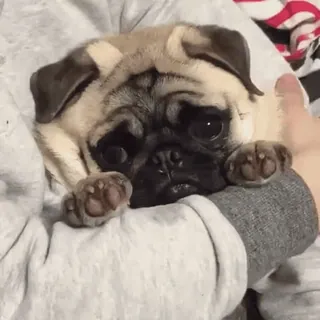 🐾 Mops, Hund, süß, Tier, Haustier, Welpe telegram sticker
