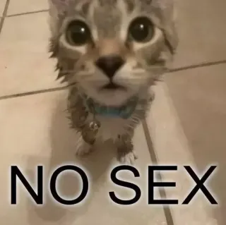 ☹️ NO SEX 고양이, 웃긴, 밈, 동물, 새끼 고양이, 유머, 인터넷 telegram sticker
