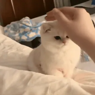 😺 猫, 小猫, 白色, 宠物, 动物, 可爱 telegram sticker