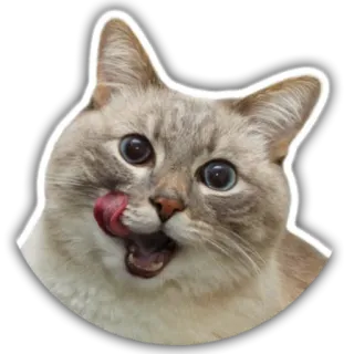 😛 gato, animal, mascota, lamer, lindo, meme, pegatina whatsapp sticker