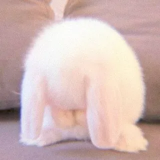 🐰 conejo, animal, mascota, esponjoso, mono, blanco telegram sticker