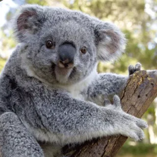🐨 koala, animal, wildlife, mammal, cute, nature, australia telegram sticker
