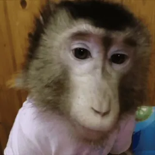 😆 macaco, primata, animal, fofo, mamífero whatsapp sticker