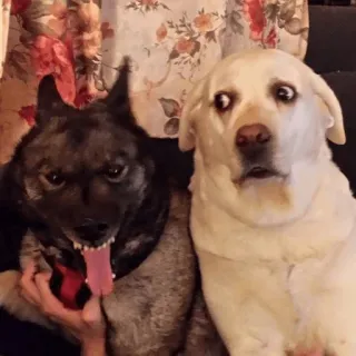 😈 chien, animaux de compagnie, animaux, drôle, mignon, chiens telegram sticker