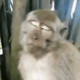 😄 monkey, animal, mammal, primate, wildlife, cute, sleeping whatsapp sticker