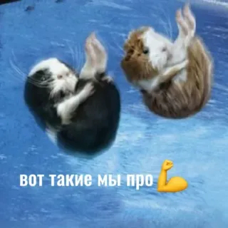 💪 вот такие мы про💪 cochons d'Inde, animaux, mignon, nage, fort telegram sticker