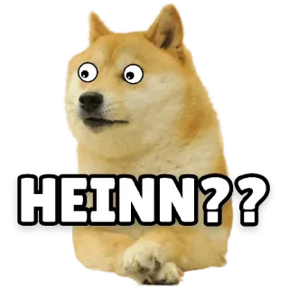 🙄 HEINN?? doge, meme, chó, hài hước, động vật, câu hỏi telegram sticker