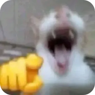 🫵 Katze, zeigen, Tier, Meme, wütend, Schrei, schreien telegram sticker