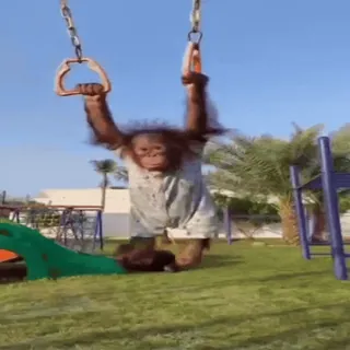 🏞 Affe, Orang-Utan, Schaukel, süß, Tier, Primat, Park, spielen whatsapp sticker