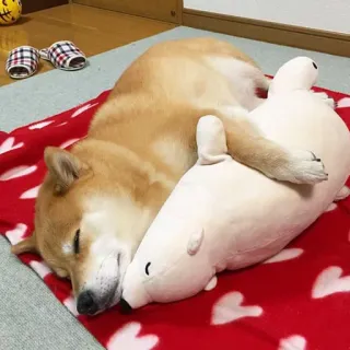💏 Hund, Shiba Inu, Eisbär, Stofftier, schlafend, Tier, süß, Haustier telegram sticker