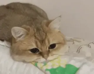 😔 cat, animal, pet, domestic cat, cute, feline telegram sticker