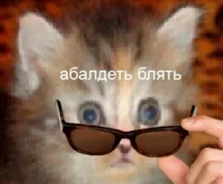 😳 абалдеть блять cat, sunglasses, cool, russian, meme, funny telegram sticker