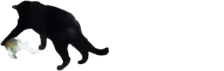 😾 cat, animal, pet telegram sticker
