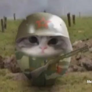 💀 chat, soldat, militaire, guerre, casque, arme, animal, mignon, arme à feu telegram sticker