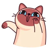 ☺️ gato, meme, fofo, engraçado, animal, siamês whatsapp sticker