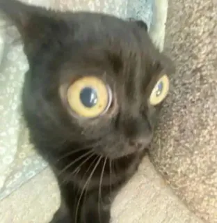 😳 cat, black cat, animal, pet, funny, meme telegram sticker