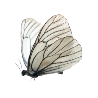 🦋 farfalla, insetto, natura, ali telegram sticker