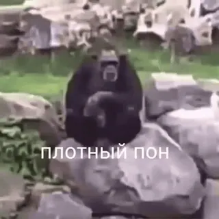 🥀 ПЛОТНЫЙ ПОН animal, simio, sentado, ruso, meme telegram sticker