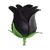 🌹