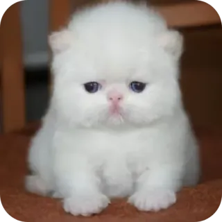 🐾 kätzchen, katze, weiß, süß, flauschig, tier, haustier telegram sticker