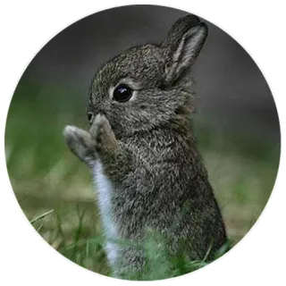😃 bunny, rabbit, cute, animal, wildlife, nature telegram sticker