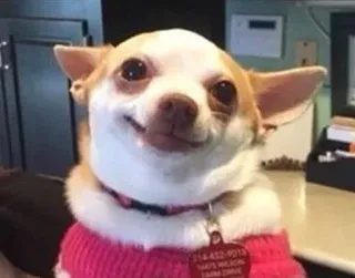 😁 개, 치와와, 동물, 애완동물, 포유류 telegram sticker