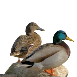 🦆 утка, птицы, природа, дикая природа, животные telegram sticker