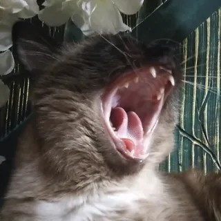 😬 Katze, Gähnen, Tier, Säugetier, Haustier telegram sticker