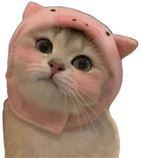 🙀 kot, kociak, świnia, zwierzę, słodki, zwierzę domowe, kaptur, różowy telegram sticker