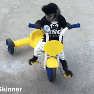 🐵 monyet, sepeda roda tiga, hewan, naik, imut, luar ruangan telegram sticker