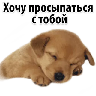 😍 Хочу просыпаться с тобой dog, puppy, sleep, cute, love, romantic, phrase telegram sticker
