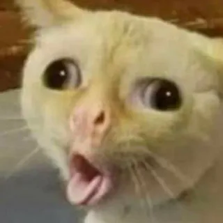 🤪 Katze, geschockt, Meme, Tier, lustig telegram sticker