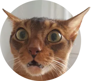 😐 cat, frightened, scared, animal, pet, funny, meme telegram sticker