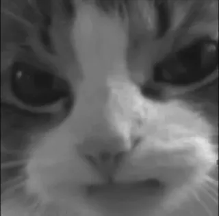 🐈‍⬛️ кот, животное, питомец, кошачий, домашний кот telegram sticker