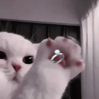 💗 кот, кольцо, бриллиант, свадьба, предложение, животное, питомец telegram sticker